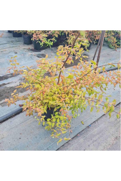 Кольквіція чарівна Пінк Клоуд - 5л/вис.30-50см/Ø50-70см